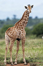 Reticulated Giraffe (Giraffa reticulata) female, Mpala Research Centre, Kenya