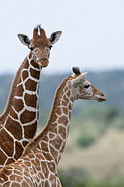 Reticulated Giraffe (Giraffa reticulata) female and calf, Mpala Research Centre, Kenya
