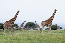 Reticulated Giraffe (Giraffa reticulata) group, Mpala Research Centre, Kenya