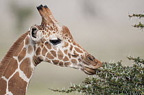 Reticulated Giraffe (Giraffa reticulata) browsing, Lewa Wildlife Conservation Area, Kenya