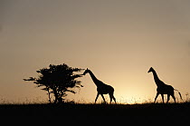 Reticulated Giraffe (Giraffa reticulata) pair, El Karama Ranch, Kenya
