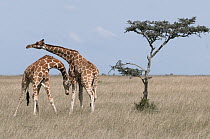 Reticulated Giraffe (Giraffa reticulata) males necking, Ol Pejeta Conservancy, Kenya