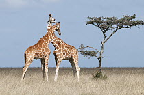 Reticulated Giraffe (Giraffa reticulata) males necking, Ol Pejeta Conservancy, Kenya