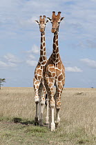 Reticulated Giraffe (Giraffa reticulata) pair, Ol Pejeta Conservancy, Kenya