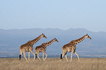 Reticulated Giraffe (Giraffa reticulata) trio, Solio Game Reserve, Kenya