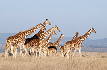 Reticulated Giraffe (Giraffa reticulata) herd, Solio Game Reserve, Kenya