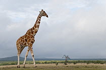 Reticulated Giraffe (Giraffa reticulata) male, Ol Pejeta Conservancy, Kenya