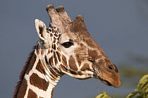 Reticulated Giraffe (Giraffa reticulata) male, Mpala Research Centre, Kenya