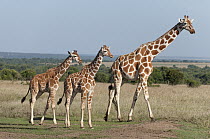 Reticulated Giraffe (Giraffa reticulata) mother and calves, Ol Pejeta Conservancy, Kenya