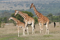 Reticulated Giraffe (Giraffa reticulata) family, Ol Pejeta Conservancy, Kenya