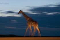 Reticulated Giraffe (Giraffa reticulata) walking at dusk, Mpala Research Centre, Kenya