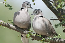 Ring-necked Dove (Streptopelia capicola) pair, Tumaren Ranch, Kenya
