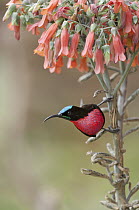 Scarlet-chested Sunbird (Nectarinia senegalensis), Mpala Research Centre, Kenya
