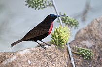 Scarlet-chested Sunbird (Nectarinia senegalensis), Borana Ranch, Kenya
