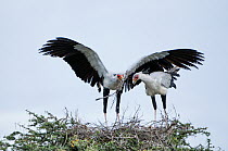 Secretary Bird (Sagittarius serpentarius) pair nesting, Mugie Conservancy, Kenya