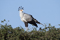 Secretary Bird (Sagittarius serpentarius), El Karama Ranch, Kenya