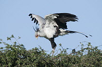 Secretary Bird (Sagittarius serpentarius) spreading wings, El Karama Ranch, Kenya