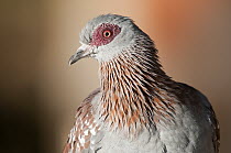 Speckled Pigeon (Columba guinea), Mpala Research Centre, Kenya