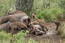 Spotted Hyena (Crocuta crocuta) group feeding on African Elephant (Loxodonta africana) carcass, Mpala Research Centre, Kenya