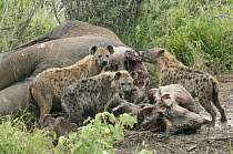 Spotted Hyena (Crocuta crocuta) group feeding on African Elephant (Loxodonta africana) carcass, Mpala Research Centre, Kenya