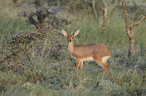 Steenbok (Raphicerus campestris), Mpala Research Centre, Kenya