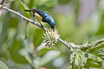 Variable Sunbird (Nectarinia venusta) feeding on nectar, Borana Ranch, Kenya