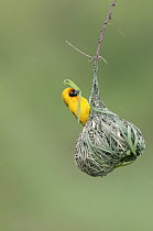 Vitelline Masked-Weaver (Ploceus vitellinus) male weaving nest, Mpala Research Centre, Kenya
