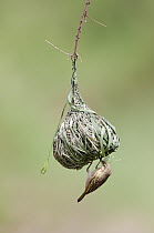Vitelline Masked-Weaver (Ploceus vitellinus) female weaving nest, Mpala Research Centre, Kenya
