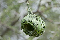 Vitelline Masked-Weaver (Ploceus vitellinus) nest, Sosian Ranch, Kenya