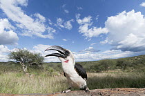 Von der Decken's Hornbill (Tockus deckeni), Mpala Research Centre, Kenya