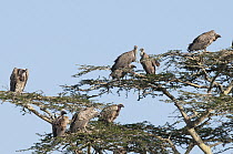 Ruppell's Griffon (Gyps rueppellii) and White-backed Vulture (Gyps africanus) group, Solio Game Reserve, Kenya