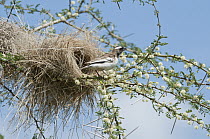 White-browed Sparrow-Weaver (Plocepasser mahali) male weaving nest, Mpala Research Centre, Kenya