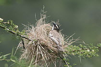 White-browed Sparrow-Weaver (Plocepasser mahali) male on partially built nest, Mpala Research Centre, Kenya
