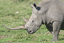 White Rhinoceros (Ceratotherium simum), Solio Game Reserve, Kenya