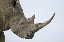 White Rhinoceros (Ceratotherium simum), Solio Game Reserve, Kenya