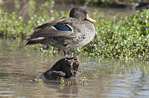 Yellow-billed Duck (Anas undulata) showing blue speculum feathers on wing, Lewa Wildlife Conservation Area, Kenya