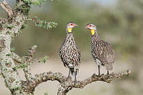 Yellow-necked Spurfowl (Pternistis leucoscepus) pair, Ol Pejeta Conservancy, Kenya