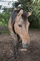 Domestic Horse (Equus caballus) and Grevy's Zebra (Equus grevyi) hybrid, Mount Kenya Wildlife Conservancy, Kenya