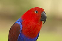 Eclectus Parrot (Eclectus roratus) female, Western Australia, Australia