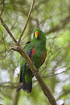 Eclectus Parrot (Eclectus roratus) male, Western Australia, Australia
