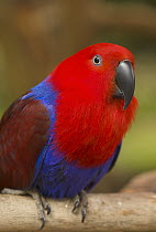 Eclectus Parrot (Eclectus roratus) female, Western Australia, Australia