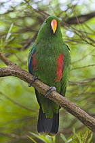 Eclectus Parrot (Eclectus roratus) male, Western Australia, Australia