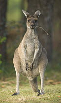 Western Grey Kangaroo (Macropus fuliginosus) female in Pinnaroo Valley Memorial Park, an environmentally responsible cemetery, Perth, Western Australia, Australia