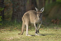 Western Grey Kangaroo (Macropus fuliginosus) in Pinnaroo Valley Memorial Park, an environmentally responsible cemetery, Perth, Western Australia, Australia