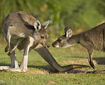 Western Grey Kangaroo (Macropus fuliginosus) female and joey interact in Pinnaroo Valley Memorial Park, an environmentally responsible cemetery, Perth, Western Australia, Australia