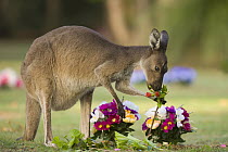 Western Grey Kangaroo (Macropus fuliginosus) eating flowers left on grave in Pinnaroo Valley Memorial Park, an environmentally responsible cemetery, Perth, Western Australia, Australia