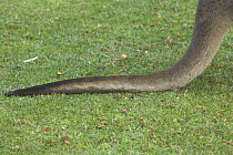 Western Grey Kangaroo (Macropus fuliginosus) tail, Pinnaroo Valley Memorial Park, Perth, Western Australia, Australia