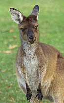 Western Grey Kangaroo (Macropus fuliginosus) juvenile, Pinnaroo Valley Memorial Park, Perth, Western Australia, Australia