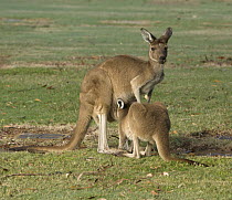 Western Grey Kangaroo (Macropus fuliginosus) female nursing joey, Pinnaroo Valley Memorial Park, Perth, Western Australia, Australia