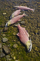 Sockeye Salmon (Oncorhynchus nerka) discolored carcasses at end of spawning run, Adams River, Roderick Haig-Brown Provincial Park, British Columbia, Canada